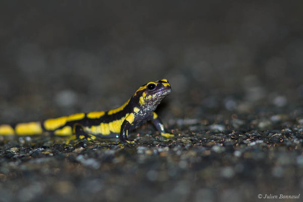 Salamandre tachetée – Salamandra salamandra terrestris (Lacepède, 1788), (subadulte) (Parbayse (64), France, le 27/04/2021)