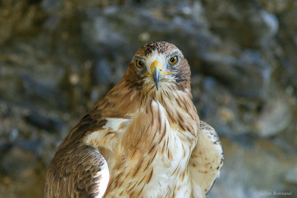 Aigle botté — Hieraaetus pennatus (Gmelin, JF, 1788), (Donjon des aigles, Baucens (65), France, le 28/08/2022)