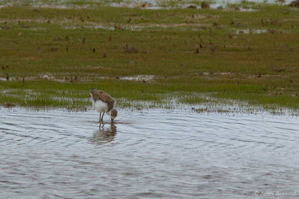 Échasse blanche — Himantopus himantopus (Linnaeus, 1758), (juvénile) (réserve ornithologique Terre d'oiseaux, Braud-et-Saint-Louis (33), France, le 20/06/2018)