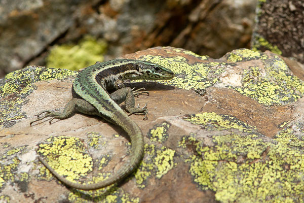 Lézard du Val d'Aran — Iberalacerta aranica (Arribas, 1993), (Lac d'Eychelle, Bethmal (09), le 09/07/2023)