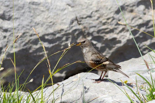 Accenteur alpin — Prunella collaris (Scopoli, 1769), (Station de ski de La Pierre Saint-Martin, Arette (64), France, le 06/07/2023)