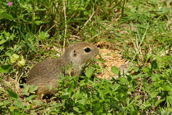 Souslik d'Europe ou Spermophile d'Europe — Spermophilus citellus (Linnaeus, 1766)