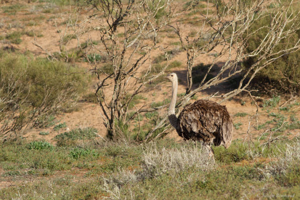 Autruche à cou rouge ou autruche Afrique du Nord —  Struthio camelus Linnaeus, 1758, (Parc national de Souss-Massa, Sidi Binzarne (Agadir), (réserve des gazelles), le 01/02/2023) 