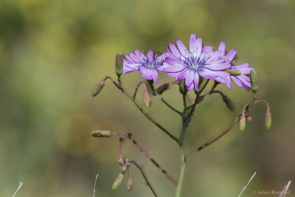 Laitue vivace — Lactuca perennis L., 1753, (Lac du Salagou, Clermont-l'Hérault (34), France, le 02/05/2025)