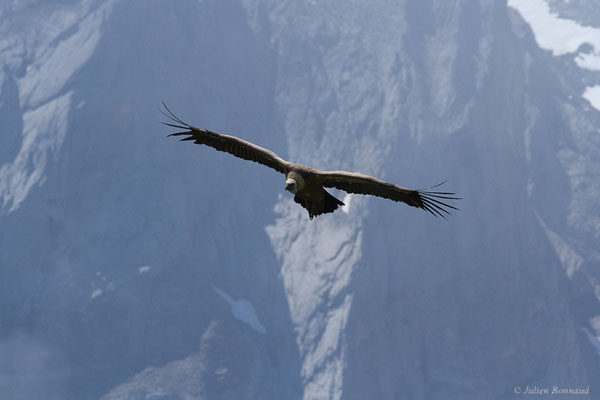 Vautour fauve — Gyps fulvus (Hablizl, 1783), (station de ski de Gourette, Eaux-Bonnes (64), France, le 27/05/2022)