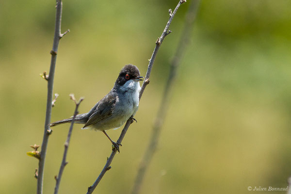 Fauvette mélanocéphale — Sylvia melanocephala (Gmelin, JF, 1789), (mâle adulte) (Bidart (64), France, le 22/05/2019)