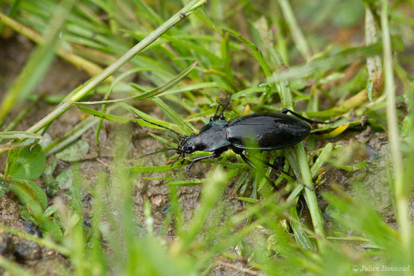 Carabe purpurin – Carabus violaceus purpurascens Fabricius, 1787, (Mendive (64), France, le 14/05/2021)