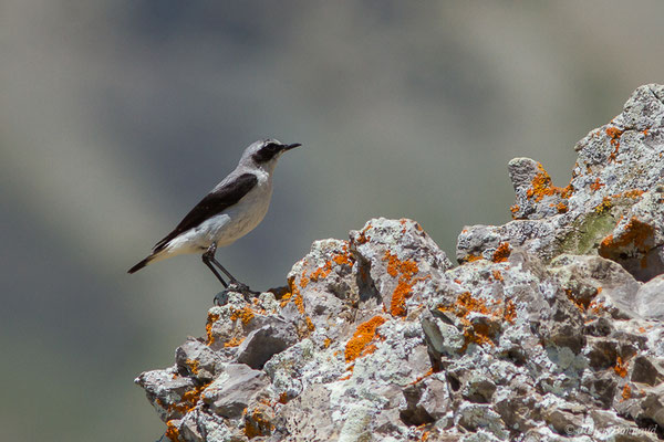 Traquet motteux — Oenanthe oenanthe (Linnaeus, 1758), (mâle adulte) (Col du Pourtalet, Laruns (64), France, le 06/07/2019)