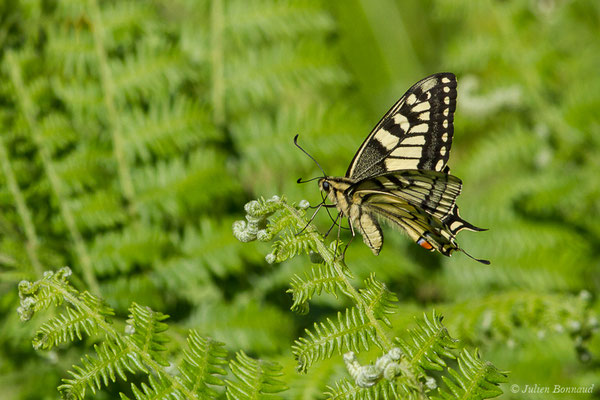 Machaon (Papilio machaon) (Etsaut (64), France, le 29/06/2019)