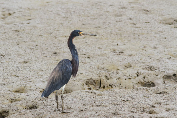 Aigrette tricolore — Egretta tricolor (Statius Müller, 1776), (adulte), (Dégrad des Cannes, Remire-montjoly, le 31/12/2015)