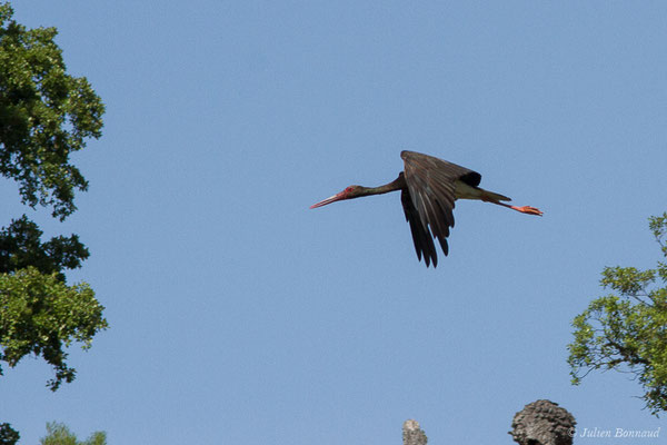 Cigogne noire — Ciconia nigra (Linnaeus, 1758), (Parc National de Monfragüe (Estrémadure), Espagne, le 12/08/2020)