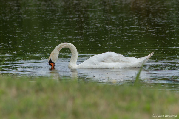 Cygne tuberculé — Cygnus olor (Gmelin, JF, 1789), (adulte) (Braud-et-Saint-Louis (33), France, le 20/06/2018)