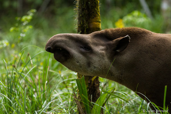 Tapir (Tapirus terrestris) (Zoo de Guyane, Montsinéry, le 09/07/2017)