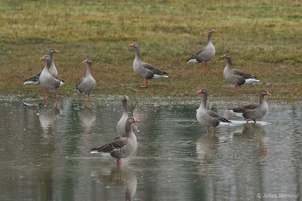 Oie cendrée — Anser anser (Linnaeus, 1758), (Saligue aux oiseaux, Orthez (64), France, le 29/12/2018)