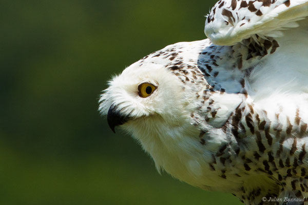 Harfang des neiges — Bubo scandiacus (Linnaeus, 1758), (Donjon des aigles, Baucens (65), France, le 15/07/2018)