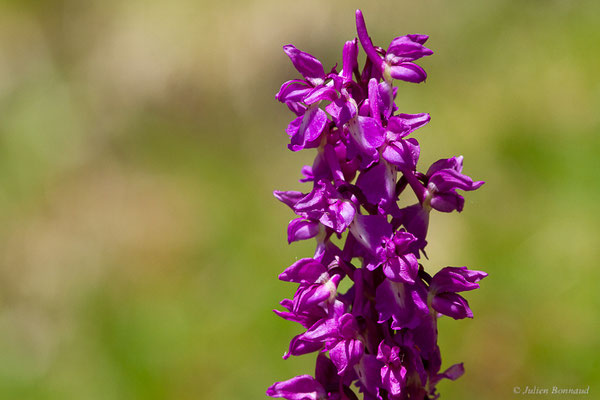 Orchis mâle — Orchis mascula (L.) L., 1755