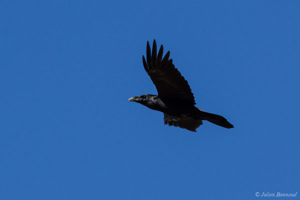 Grand Corbeau (Corvus corax) (Pihourc, Lieoux (31), France, le 24/10/2018)