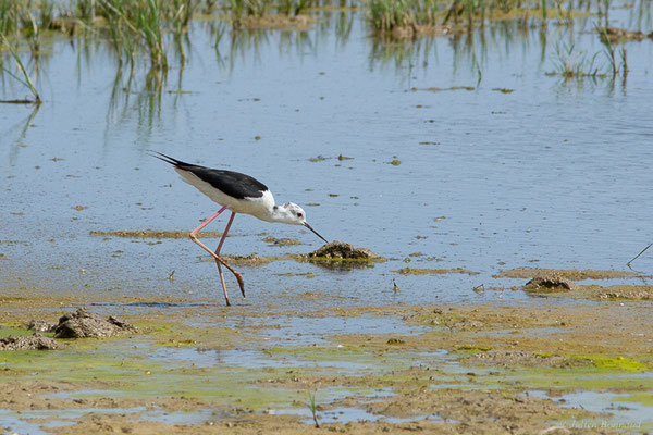 Échasse blanche — Himantopus himantopus (Linnaeus, 1758), (Castelló d'Empúries (Catalogne), Espagne, le 13/07/2023)