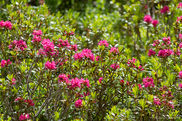 Rhododendron ferrugineux — Rhododendron ferrugineum L., 1753, (lac d'Ayous, Laruns (64), France, le 13/07/2019)