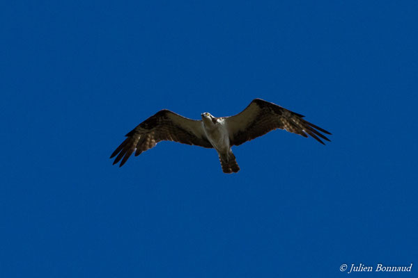 Balbuzard pêcheur – Pandion haliaetus (Linnaeus, 1758), (Montsinéry, Guyane, le 08/12/2016)