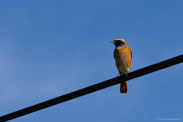 Rougequeue à front blanc — Phoenicurus phoenicurus (Linnaeus, 1758)