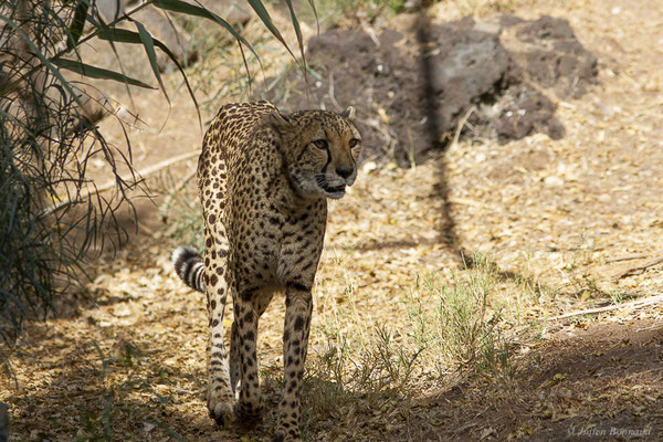 Guépard — Acinonyx jubatus (Schreber, 1775), (Oasis Park, Fuerteventura, (Iles Canaries, Espagne), le 16/02/2022)