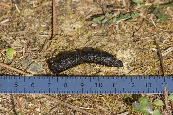 Hérisson d'Europe – Erinaceus europaeus Linnaeus, 1758, (crotte) (Aignan (32), France le 07/09/2021)