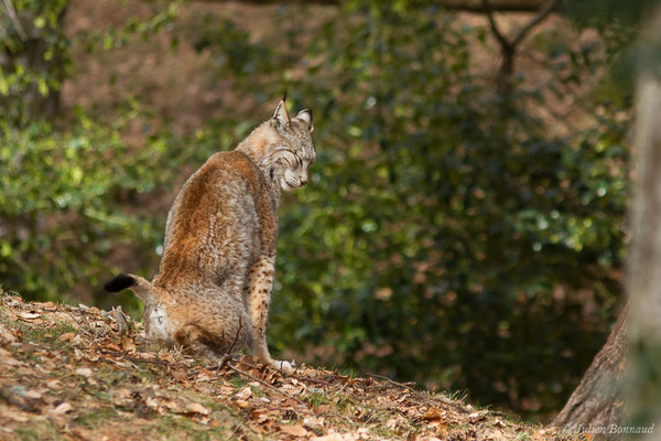 Lynx boréal – Lynx lynx (Linnaeus, 1758), (Parc faunistique Lacuniacha, Huesca, Espagne, le 09/02/2020)