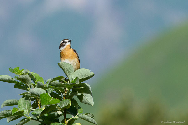 Tarier des prés — Saxicola rubetra (Linnaeus, 1758), (station de ski de Gourette, Eaux-Bonnes (64), France, le 27/05/2022)