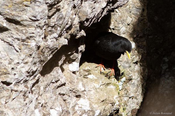 Chocard à bec jaune — Pyrrhocorax graculus (Linnaeus, 1758), (La Pierre Saint Martin, Arette (64), France, le 15/05/2022)