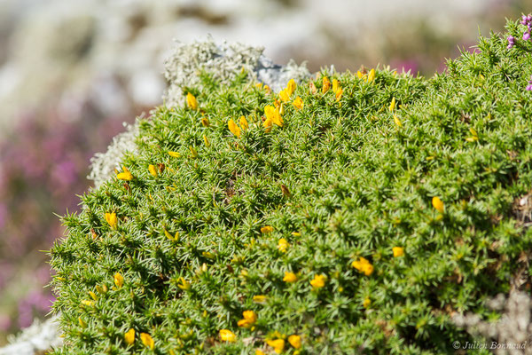 Ajonc de Le Gall — Ulex gallii Planch., 1849