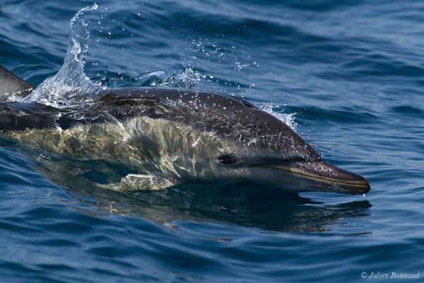 Dauphin commun, Dauphin commun à bec court ou Dauphin commun à bec long – Delphinus delphis Linnaeus, 1758, (Sagres (Vila do Bispo), Algarve (Portugal), le 31/08/2018)