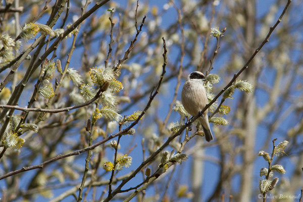 Rémiz penduline — Remiz pendulinus (Linnaeus, 1758), (Réserve ornithologique Terre d'Oiseaux, Braud-et-Saint-Louis (33), France, le 07/03/2019)