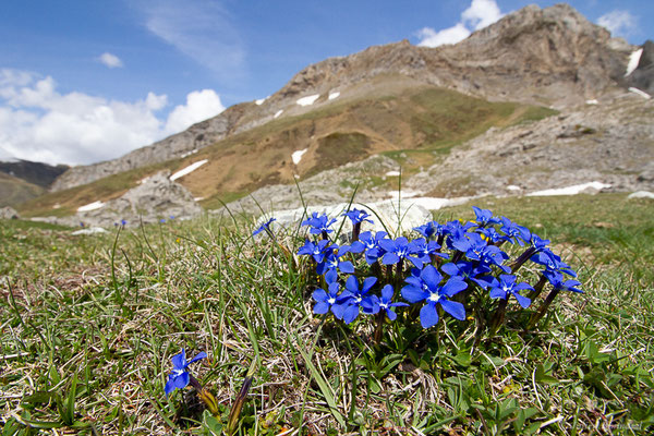 Gentiane printanière — Gentiana verna L., 1753, (Col du Pourtalet, Laruns (64), France, le 08/05/2022)