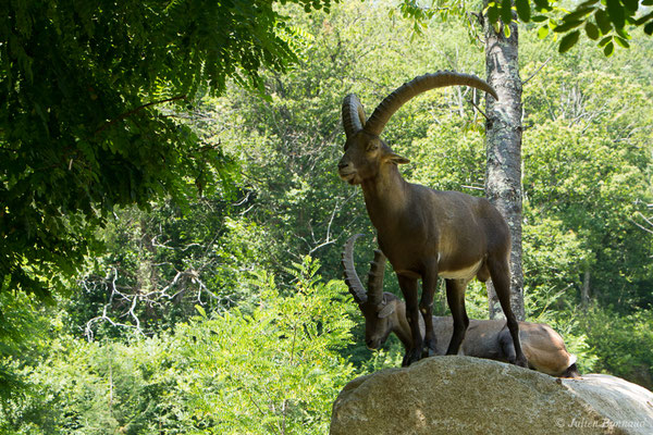 Bouquetin des Alpes – Capra ibex (Pallas, 1777), (mâles adultes) (Parc animalier des pyrénées, Argelès-Gazost (65), France, le 15/07/2018)