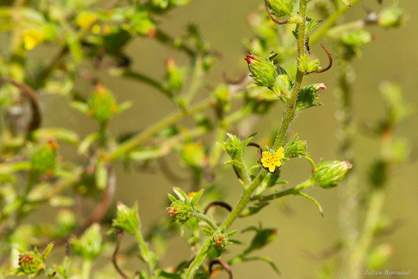 Inule fétide — Dittrichia graveolens (L.) Greuter, 1973, (Anglet (64), France, le 10/10/2023)