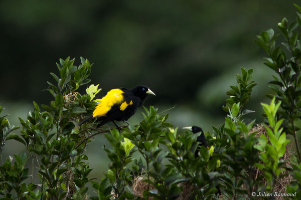 Cassique cul-jaune (Cacicus cela) (mine d'or Espérance, Apatou, le 11/05/2017)