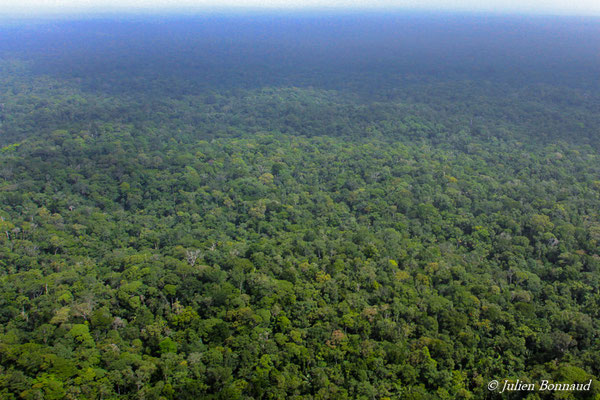 Canopée de la forêt guyanaise (prise de vue depuis un hélicoptère)