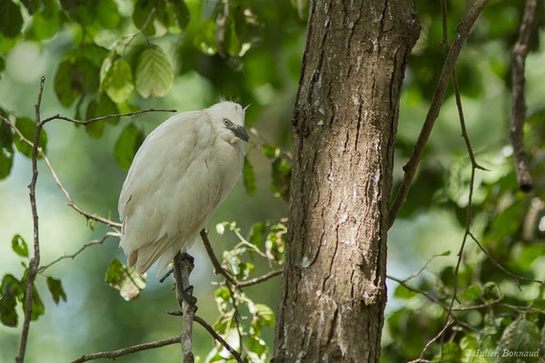 Héron garde-bœufs — Bubulcus ibis (Linnaeus, 1758), (saligue de Biron (64), France, le 06/06/2021)