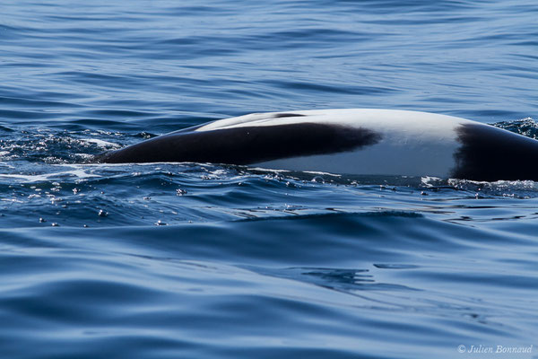 Orque ou Épaulard – Orcinus orca (Linnaeus, 1758), (Saint-Jean-de-Luz (64), France, le 05/10/2019)