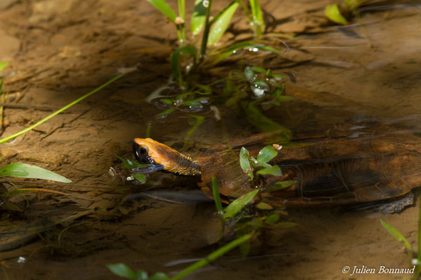 Platémyde à tête orange (Platemys platycephala) (Montsinéry, le 20/01/2017)