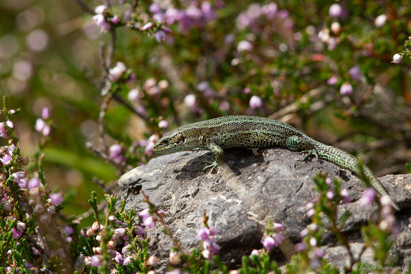 Lézard vivipare de Lantz — Zootoca vivipara louislantzi (Arribas, 2009)