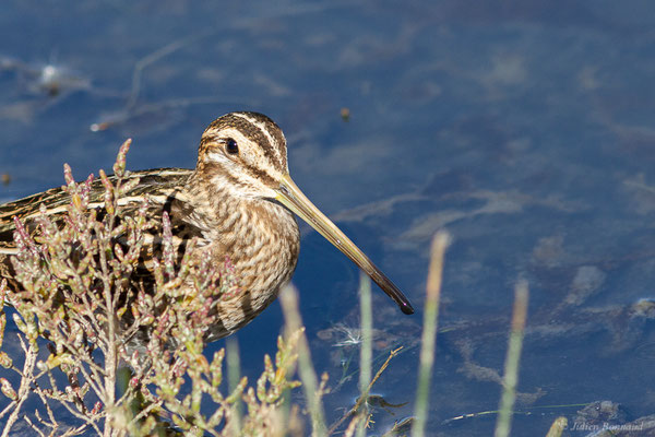 Bécassine des marais — Gallinago gallinago (Linnaeus, 1758), (Réserve ornithologique du Teich (33), France, le 18/10/2022)