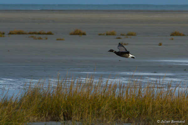 Bernache cravant — Branta bernicla (Linnaeus, 1758), (Baie de Saint-Brieuc, Hillion (22), France, le 24/11/2017)