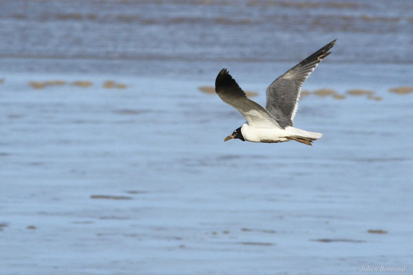 Mouette atricille — Leucophaeus atricilla (Linnaeus, 1758)