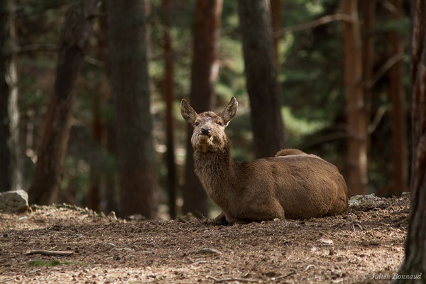 Cerf élaphe – Cervus elaphus Linnaeus, 1758, (Parc faunistique Lacuniacha, Huesca, Espagne, le 09/02/2020)