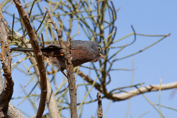 Fauvette de l'Atlas — Curruca deserticola (Tristram, 1859), (Msseyed (Guelmim-Oued Noun), Maroc, le 06/02/2024)