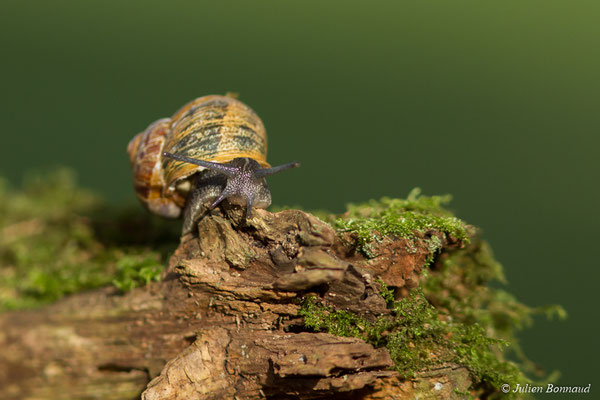 Petit-gris — Cornu aspersum (O.F. Müller, 1774)