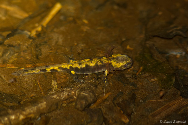 Salamandre tachetée — Salamandra salamandra terrestris (Lacepède, 1788), (larve) (Arrengosse (40), France, le 22/03/2021)