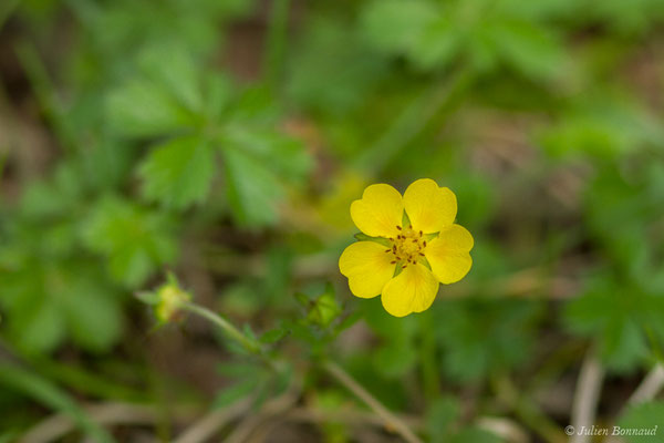 Potentille rampante — Potentilla reptans L., 1753, (Eup (31), France, le 19/04/2018)